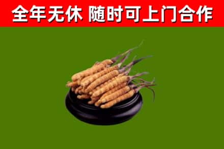 日土县烟酒回收冬虫夏草.jpg
